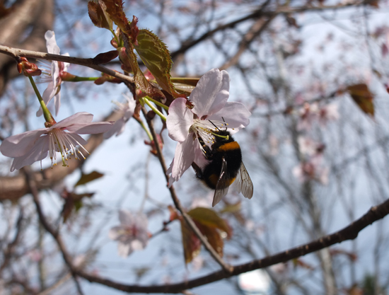 桜が満開　北海道十勝