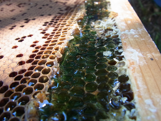アザミの蜂蜜　北海道