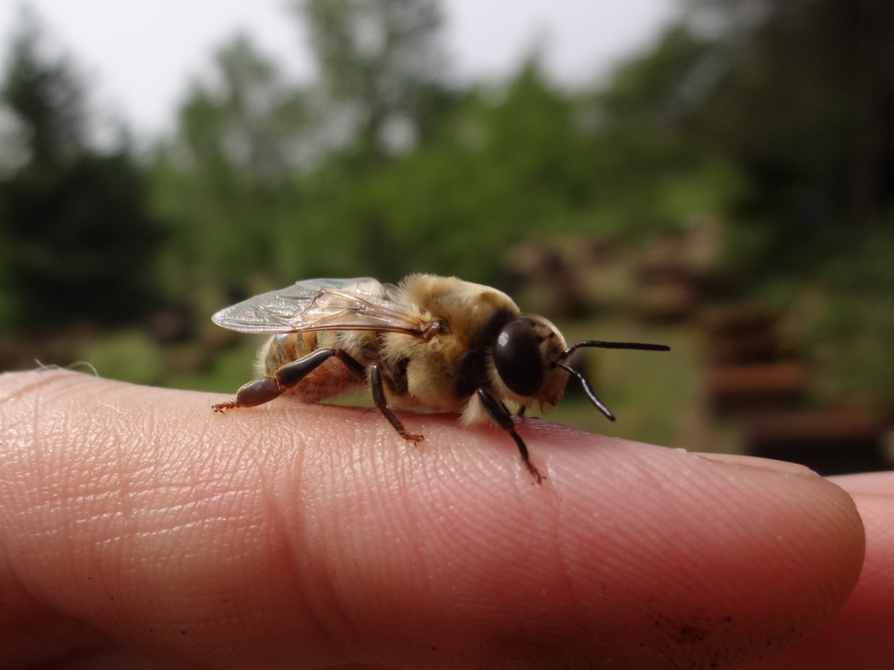 ミツバチの雄
