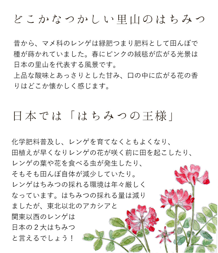 <p>れんげのはちみつは「蜂蜜の王様」と呼ばれるほど<br>
日本ではとても馴染みのあるはちみつです。<br>
マメ科のレンゲは肥料として田んぼに蒔かれ、<br>
春にピンクの絨毯が広がるのが昔からの里山の風景でした。<br>
今では貴重になりましたが昔はたくさん採れていたはちみつです。<br>
<br>
上品な花の香りとくせの少ない味わいで<br>
日本人の味覚に良く合っていたことが「王様」と言われるゆえんかも。<br>
今でもレンゲ栽培の盛んな九州のレンゲはちみつです。<br>