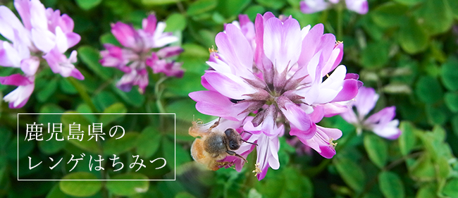 国産レンゲ蜂蜜、れんげ蜂蜜は花の香りと、クセのない上品な味わいでハチミツの王様ともよばれます