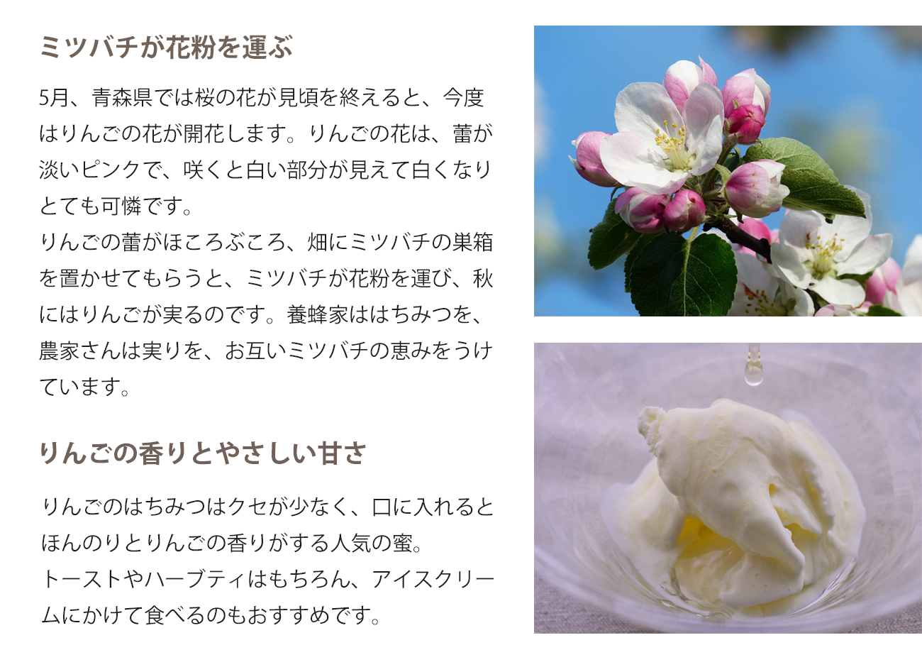 5月、青森県では桜の花が見頃を終え、
今度はりんごの花が開花します。りんご
の花は、蕾がピンクで白い花が咲きとっ
ても可憐です。
りんご畑にミツバチの巣箱を置かせても
らい、養蜂家ははちみつを、ミツバチが
花粉を運び、秋にはりんごが実るのです。
養蜂家も農家もお互いがミツバチの恵み
をうけています
りんごのはちみつはクセが少なくて食べ
やすく、口に入れた瞬間ほんのりりんご
の香りがする人気の蜜。アイスクリーム
にかけて食べるのもおすすめです。。
リンゴの花
バニラアイスクリームリンゴハチミツがけ