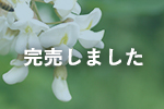 国産アカシア蜂蜜