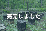 北海道産オオハンゴンソウ蜂蜜