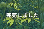 北海道産オオハンゴンソウ蜂蜜