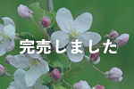青森県産りんご蜂蜜