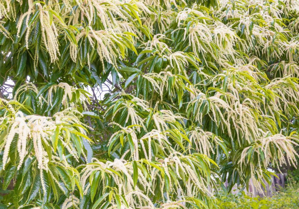北海道産山栗（ハリエンジュ）蜂蜜