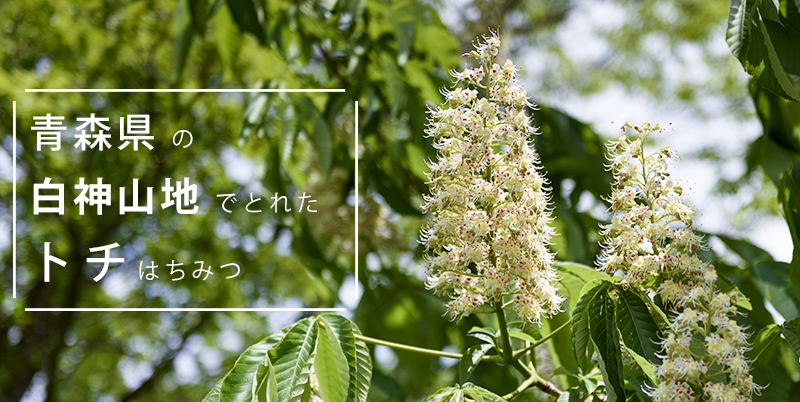青森県産とちはちみつ(トチノキはちみつ)