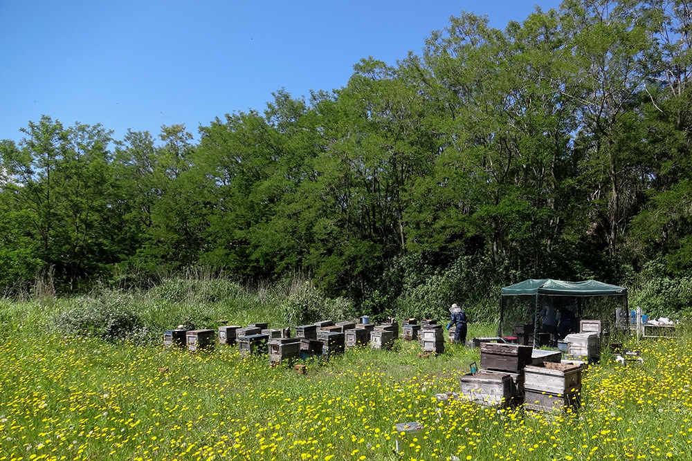 北海道産ボダイジュ蜂蜜