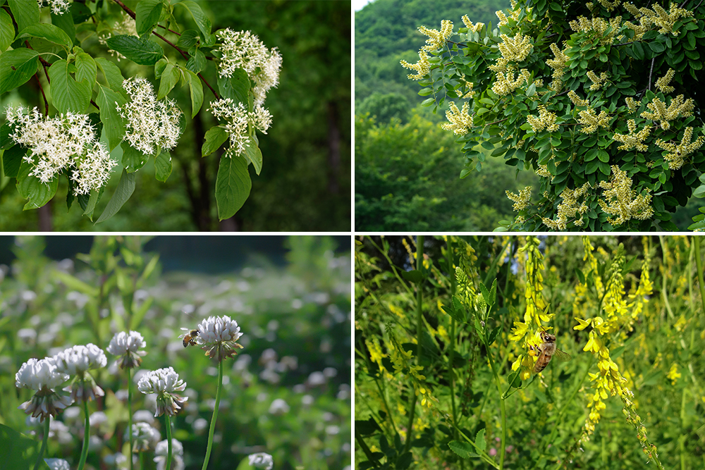 北海道産百花蜂蜜