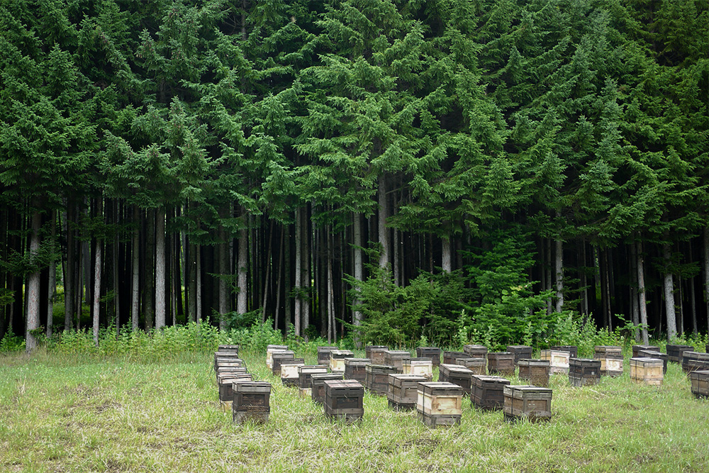 北海道産ボダイジュ蜂蜜