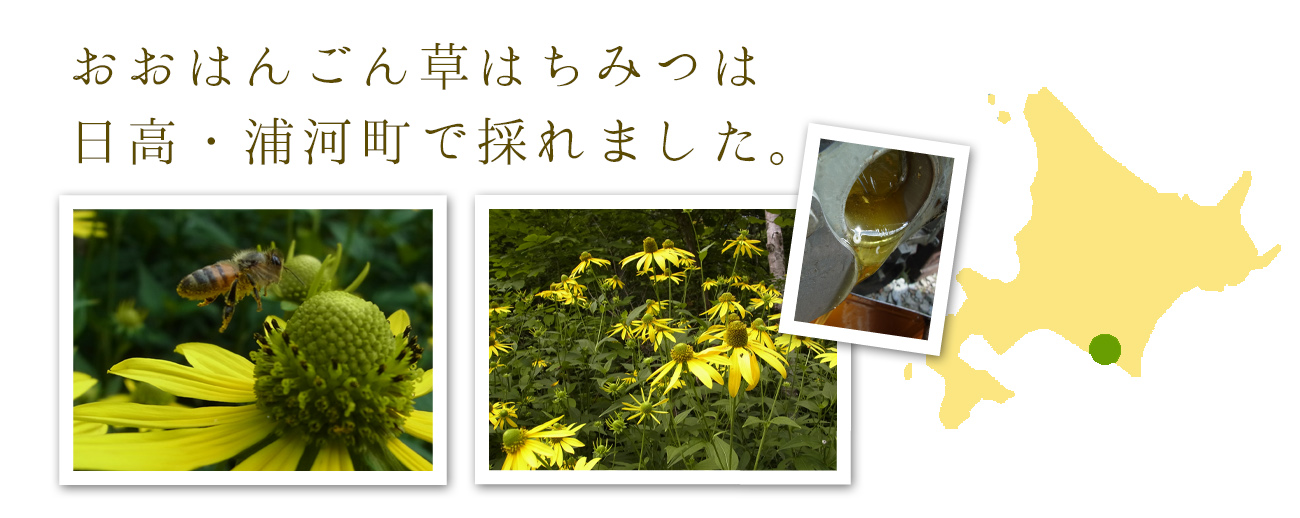 北海道産とオオハンゴンソウ蜂蜜は日高、浦河町で採れました。