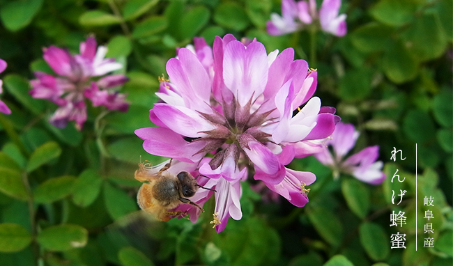 国産レンゲ蜂蜜、れんげ蜂蜜は花の香りと、クセのない上品な味わいでハチミツの王様ともよばれます