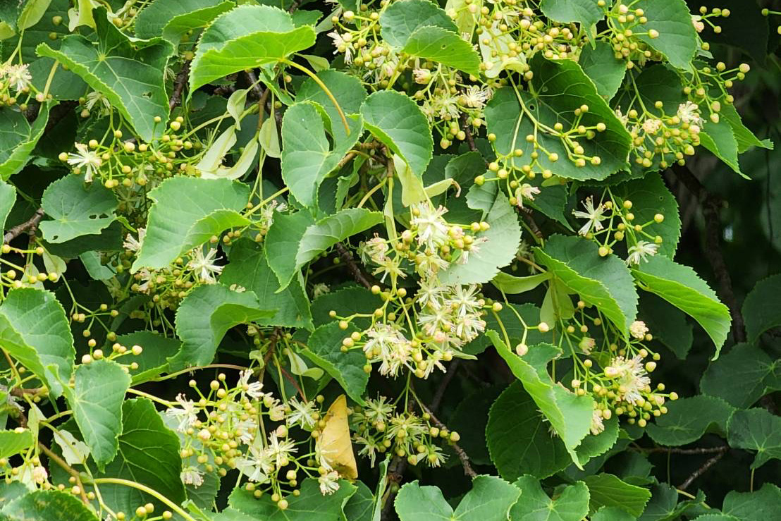 北海道産ボダイジュ蜂蜜