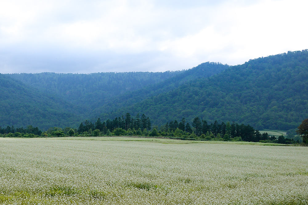 北海道産ボダイジュ蜂蜜