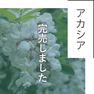 北海道産アカシアはちみつ