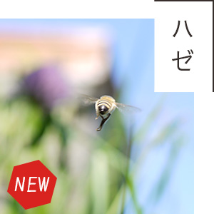 和歌山県産ハゼノキはちみつ