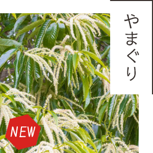 北海道産山栗はちみつ