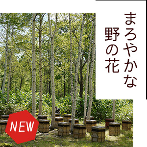 北海道産まろやかな野の花（百花）はちみつ