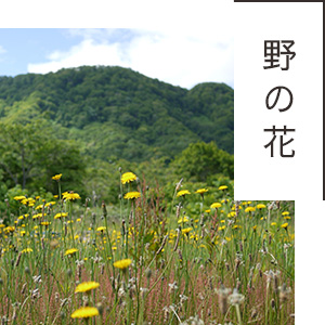 北海道産野の花（百花）はちみつ
