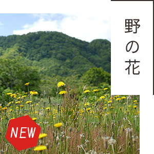 北海道産野の花（百花）はちみつ