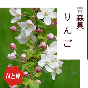青森県産リンゴはちみつ