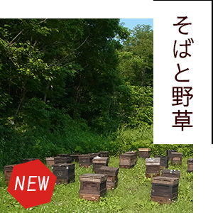 北海道産ソバと野草（百花）はちみつ