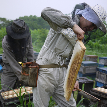 北海道にてアカシア蜂蜜採蜜の様子