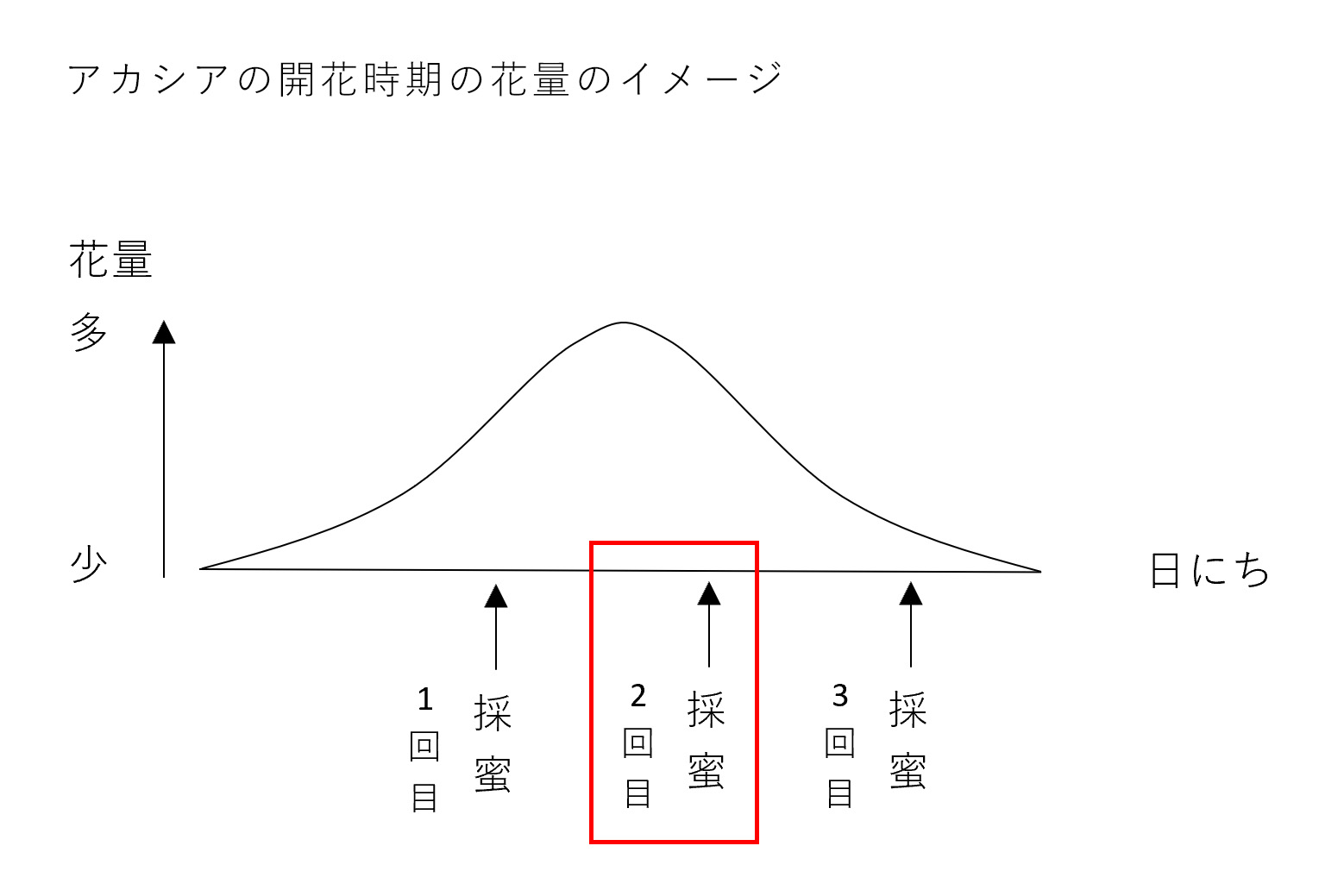 北海道産アカシア（ハリエンジュ）蜂蜜